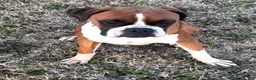 Boxer dogs for sale: Creed - Ad 6