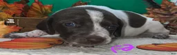 German Shorthaired Pointer dogs for sale: F2 - Ad 2