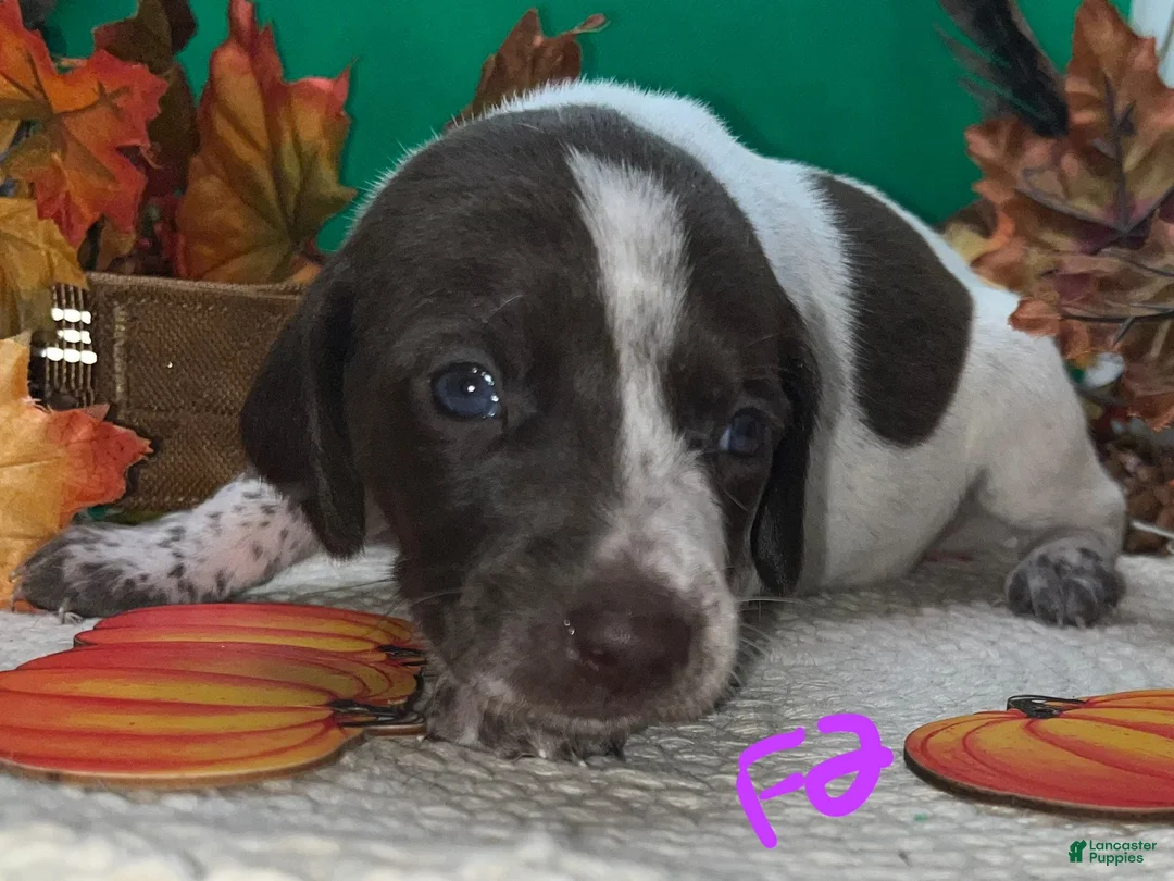 German Shorthaired Pointer dogs for sale: F2 - Ad 2