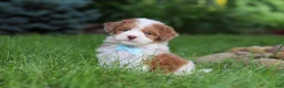 Havapoo dogs for sale: Parker - Ad 5