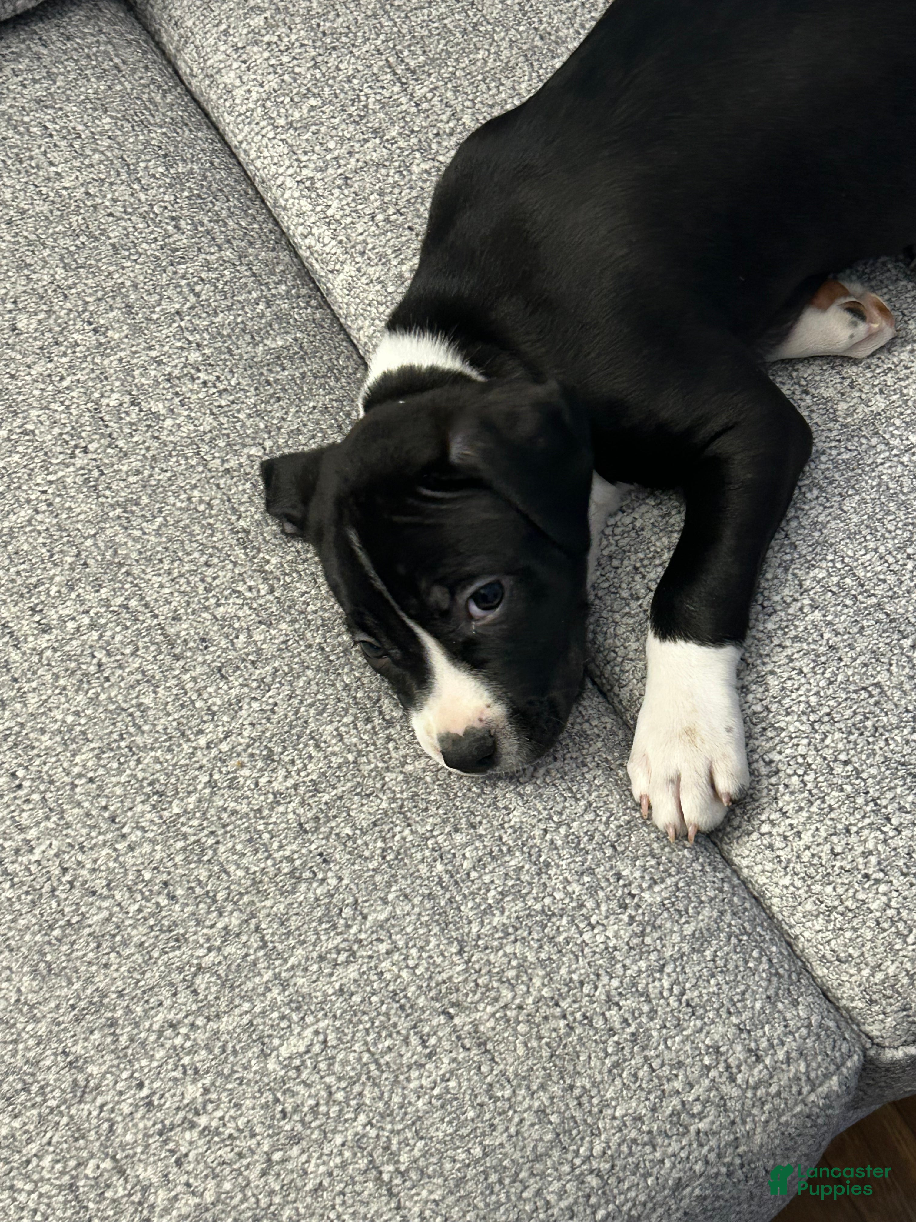 American Pit Bull Terrier dogs American Pit Bull Terrier Puppy 2 - Ad 8