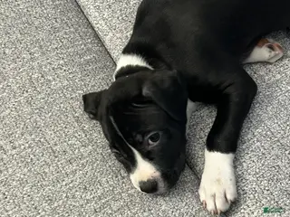 American Pit Bull Terrier dogs American Pit Bull Terrier Puppy 2 - Ad 8