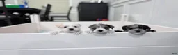 Miniature Schnauzer dogs for sale: Blanca - Ad 5