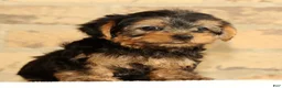 Yorkshire Terrier dogs for sale: Addy - Ad 9