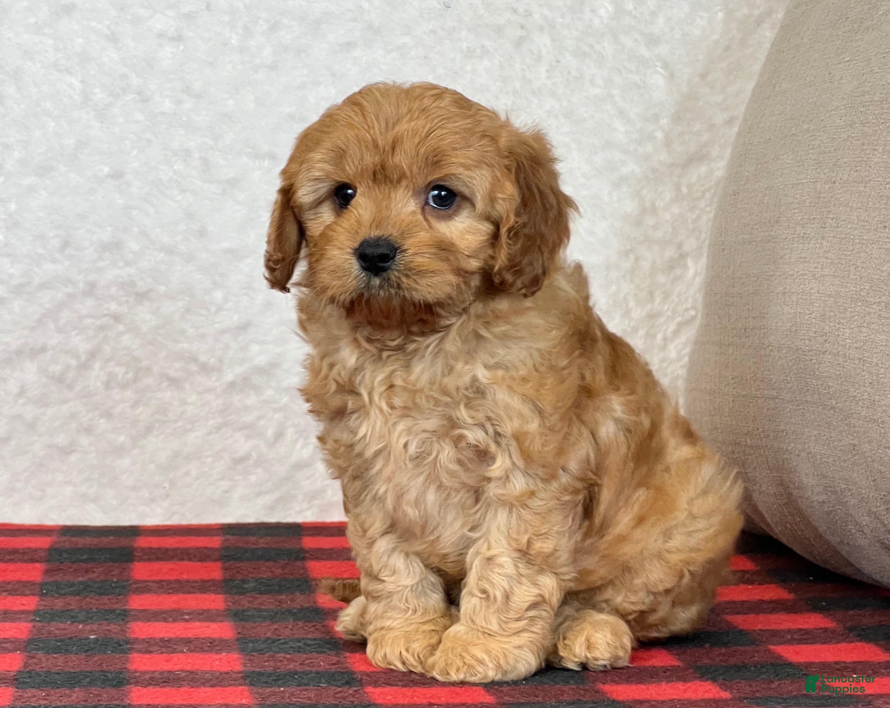 Cavapoo dogs Callie - Ad 1