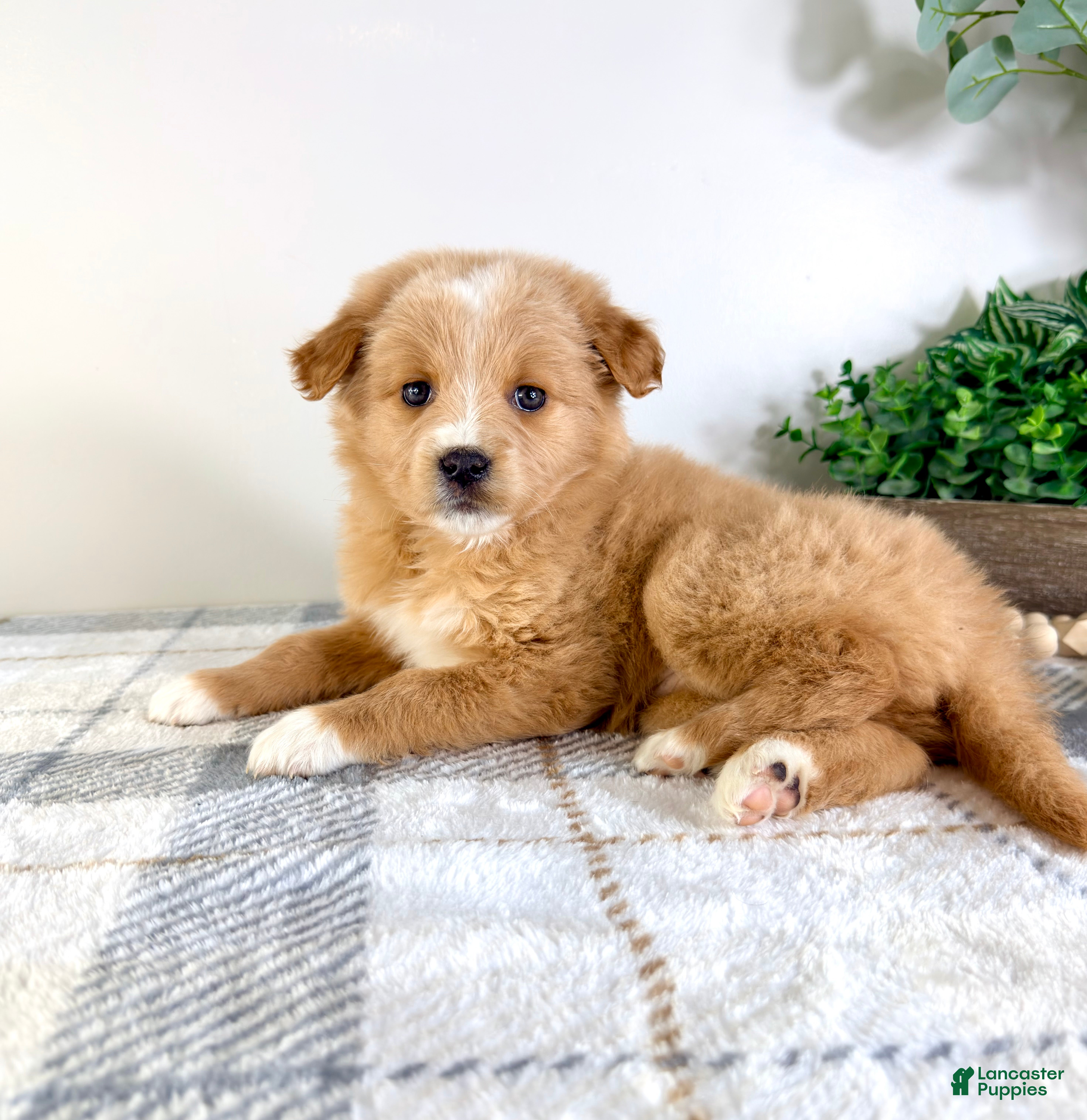Mixed Breed dogs Snickerdoodle - Ad 24