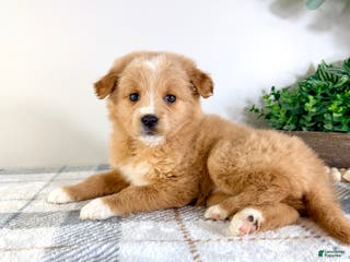 Mixed Breed dogs Snickerdoodle - Ad 41