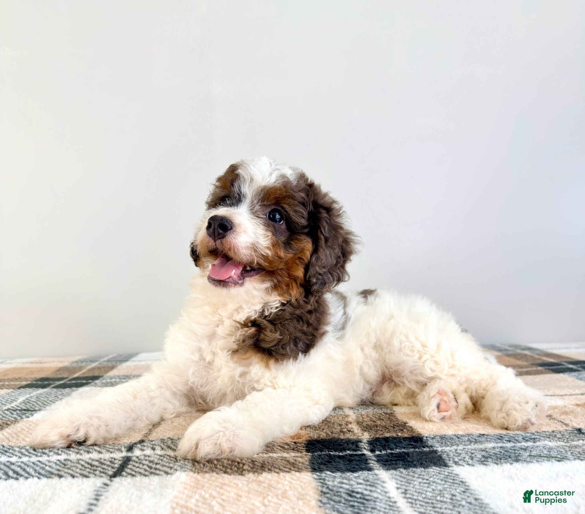 Bernedoodle dogs Margo - Ad 1