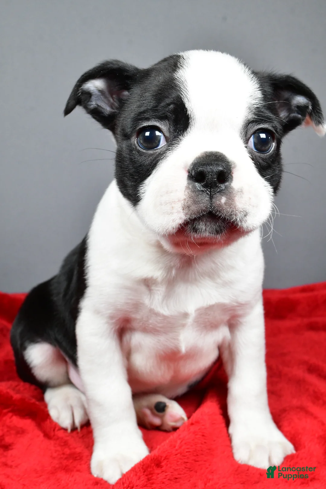 Boston Terrier dogs for sale: Carson - Ad 1