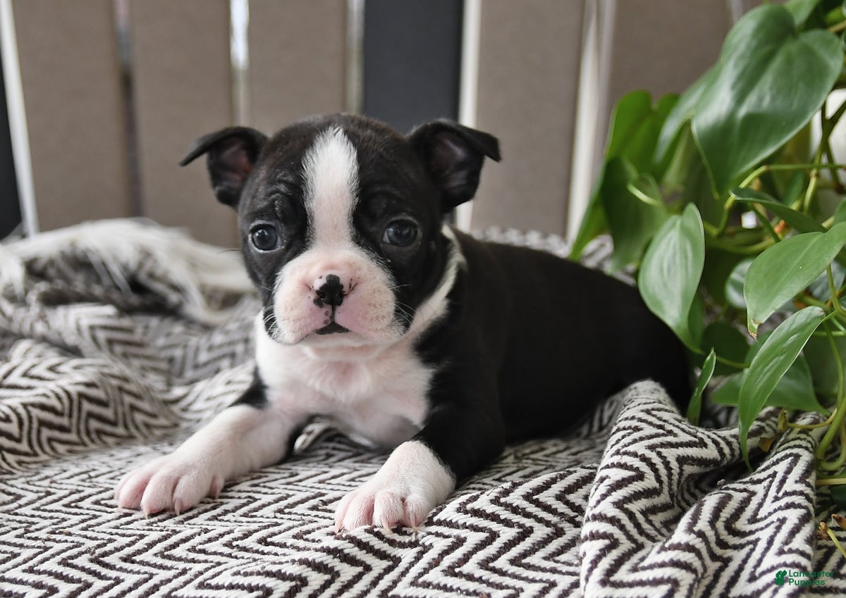 Boston Terrier dogs Paris - Ad 1