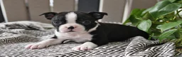 Boston Terrier dogs for sale: Paris - Ad 1