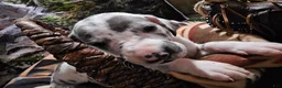 Great Dane dogs for sale: Blue Harlequin - Ad 1