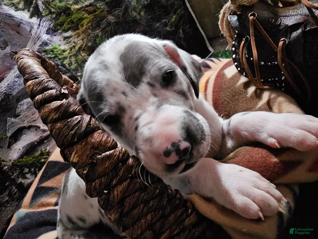 Great Dane dogs for sale: Blue Harlequin - Ad 1