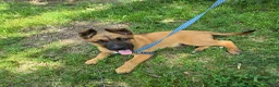 Mixed Breed dogs for sale: Rosco - Ad 3
