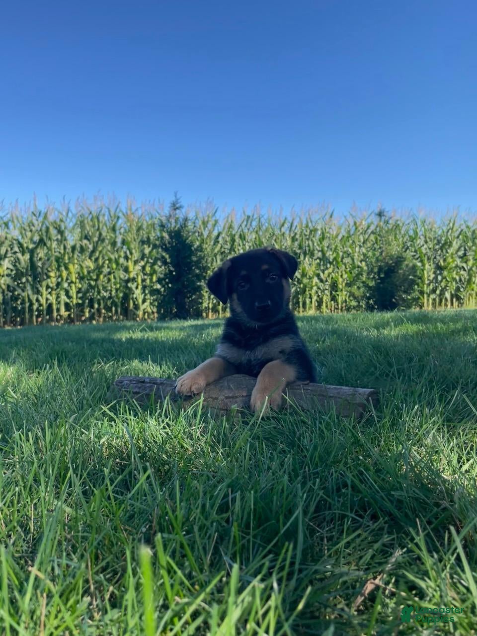 German Shepherd dogs Kluster - Ad 2
