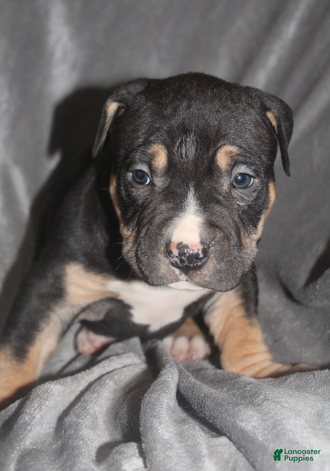 American Bully dogs Moose  - Ad 2