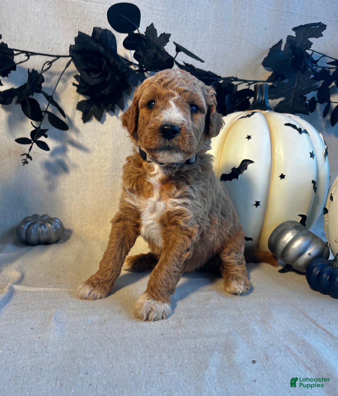 Goldendoodle dogs for sale: Silver Collar-Knight - Ad 3