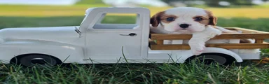 Oscar