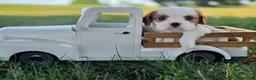 Cavalier King Charles Spaniel dogs for sale: Oscar - Ad 1