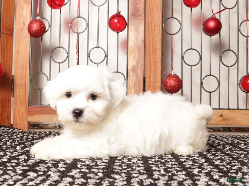 Teddy Bear dogs Leo  - Ad 16