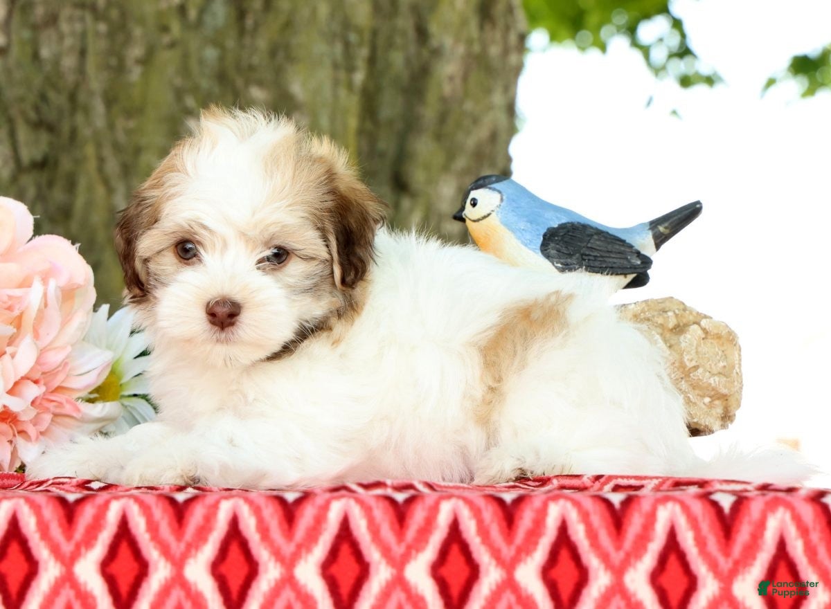 Havanese dogs for sale: Leeda - Ad 5