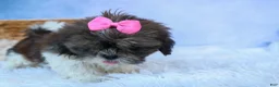 Shih Tzu dogs for sale: RUBY - Ad 7