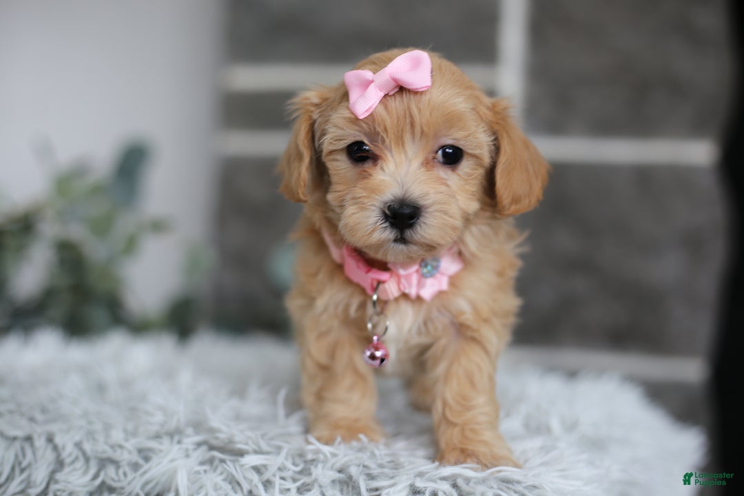 Maltipoo dogs for sale: Joy  - Ad 10