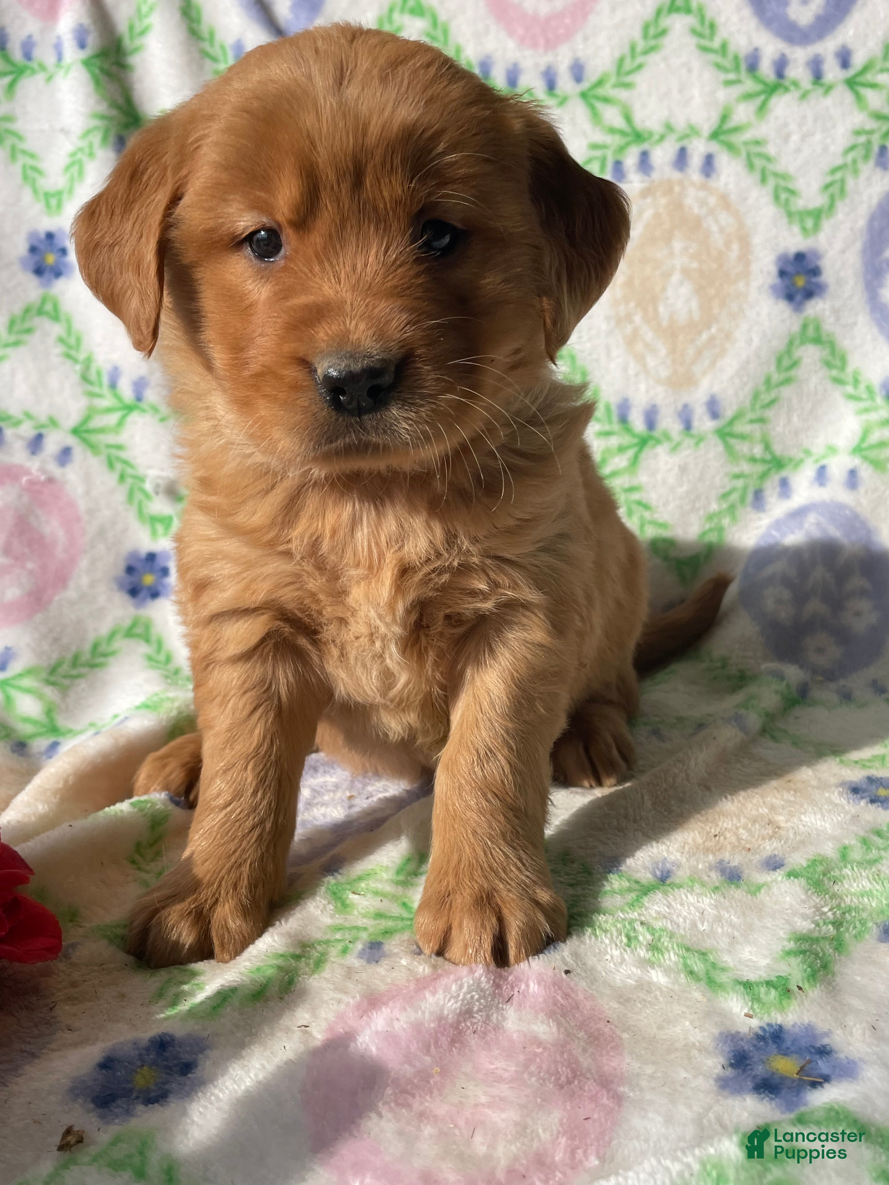 Golden Retriever dogs Amber - Ad 19