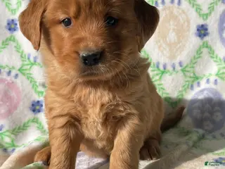 Golden Retriever dogs Amber - Ad 19