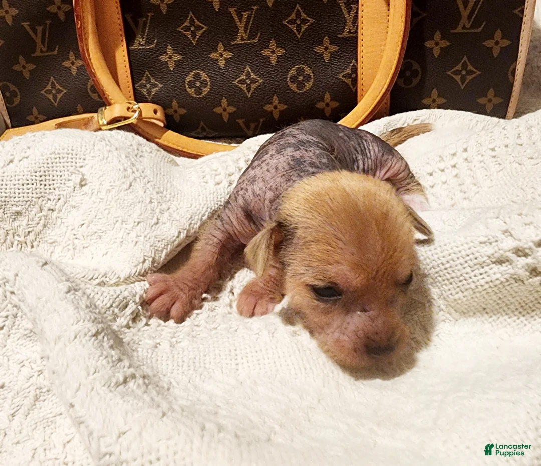Mixed Breed dogs for sale: Pumpkin  - Ad 1