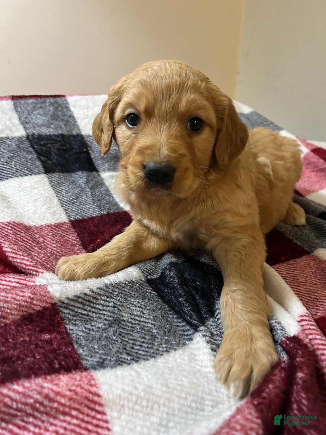 Goldendoodle dogs for sale: Goldendoodle Puppy 1 - Ad 1