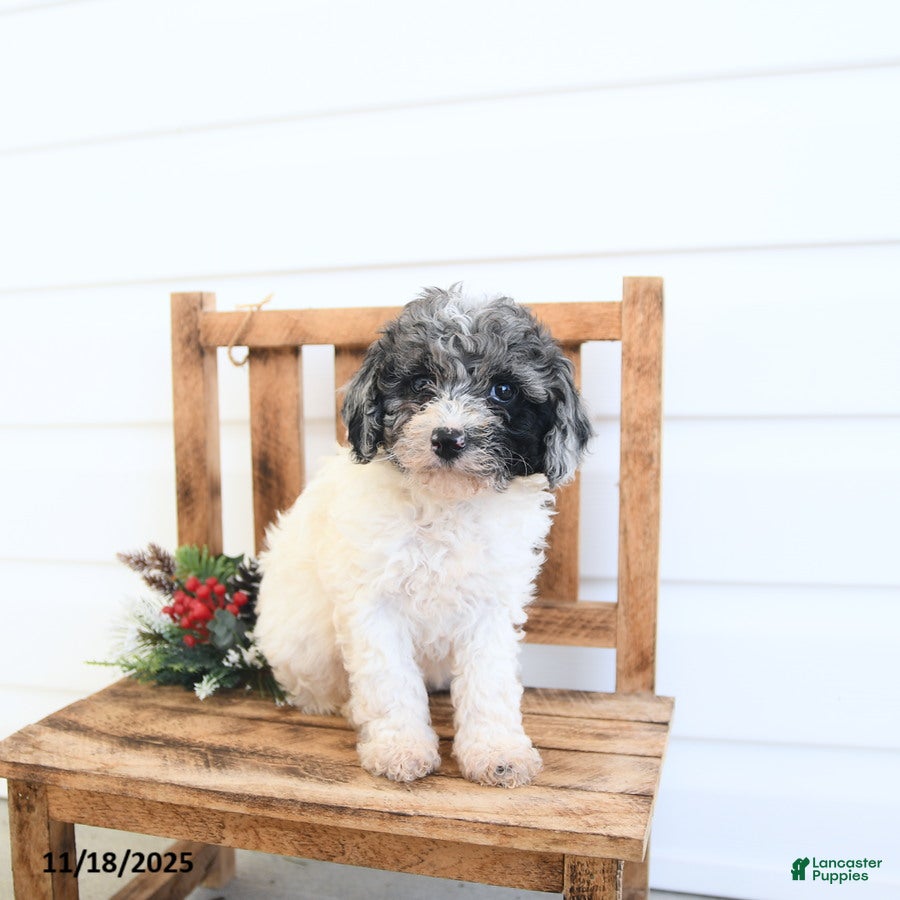 Miniature Poodle dogs Brooke - Ad 36