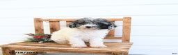Miniature Poodle dogs for sale: Brooke - Ad 1