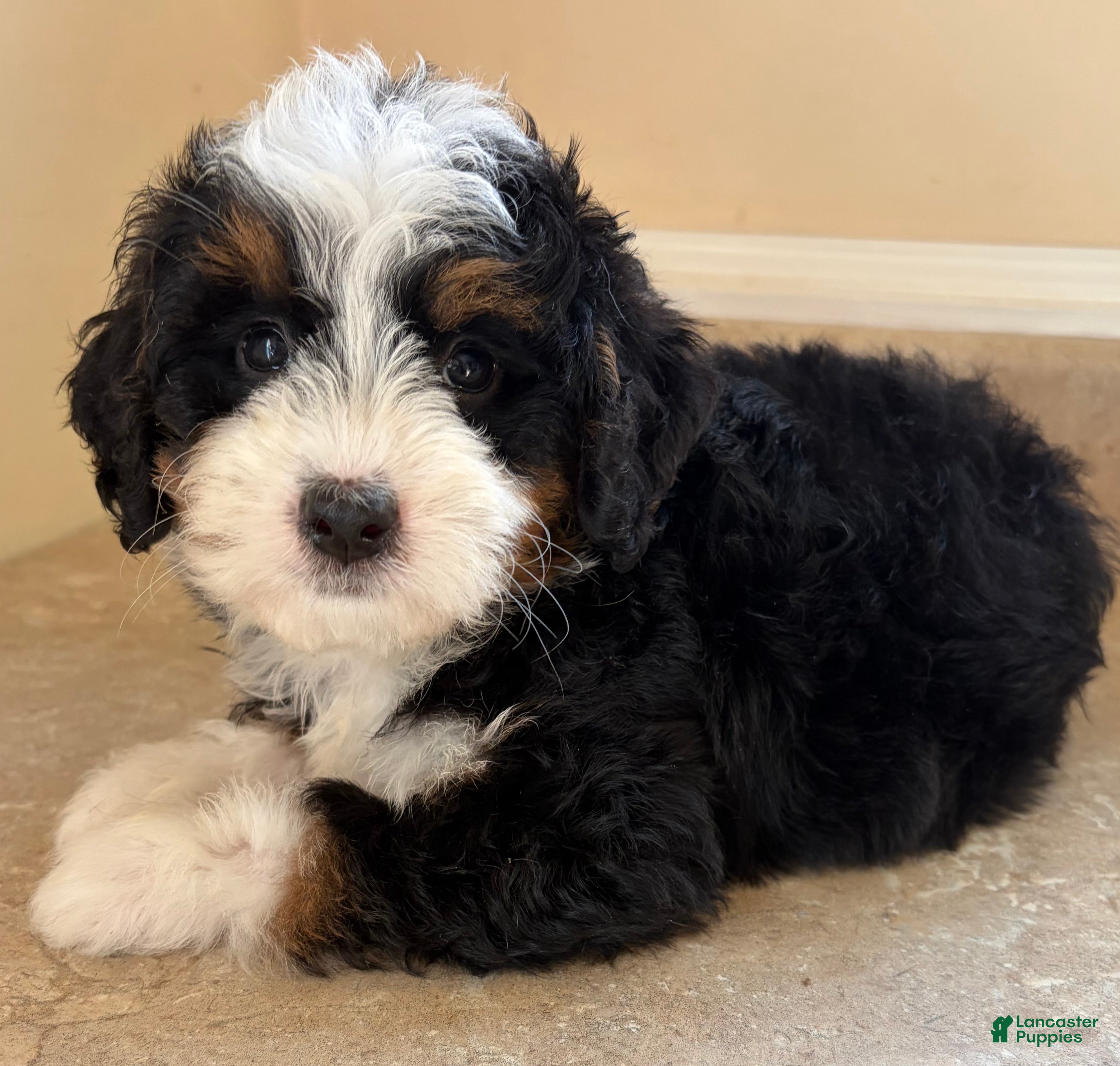 Mini Bernedoodle dogs 🩵IN BOSTON MASSACHUSETTS AREA🩵TINY TRADITIONAL TRI COLOR🩵MINI BERNEDOODLE🩵 - Ad 1