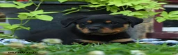 Rottweiler dogs for sale: Journey - Ad 3
