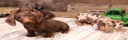Miniature Dachshund dogs for sale: Winton chocolate/tan dapple wirehair - Ad 4