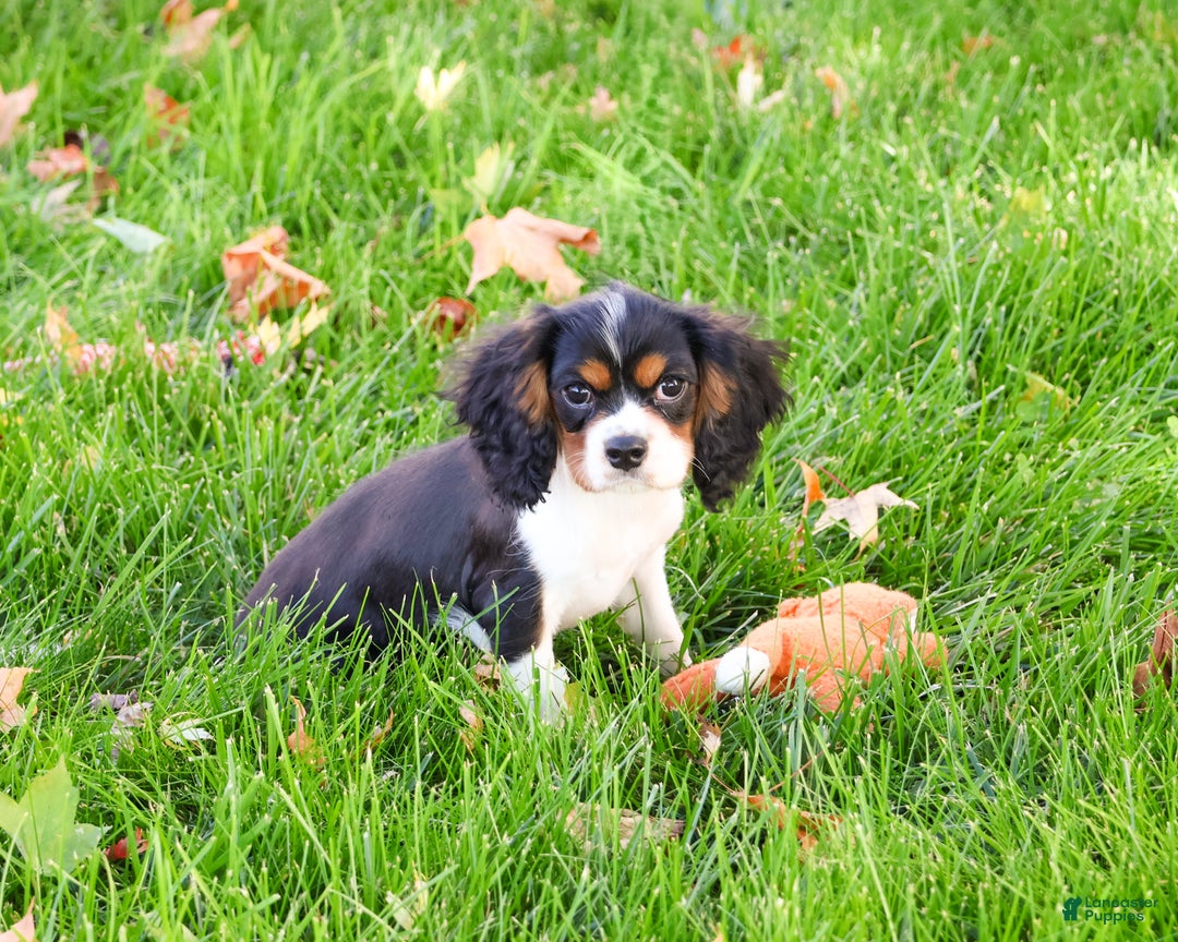 Cavalier King Charles Spaniel dogs for sale: Keeter - Ad 2