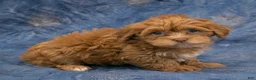 Havapoo dogs for sale: Baxter - Ad 3