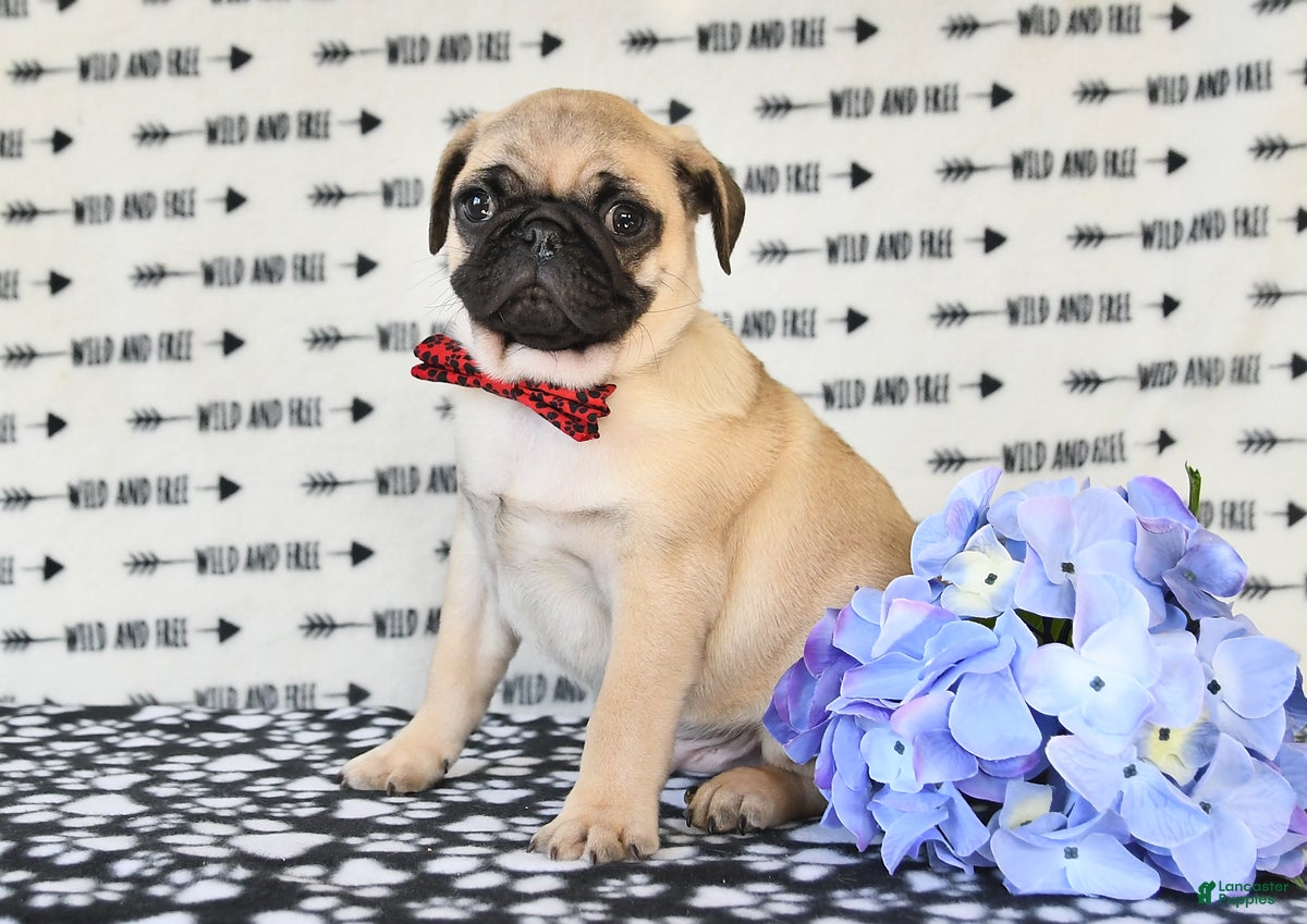 Pug dogs Calvin - Ad 2