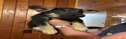 German Shepherd dogs for sale: Lila - Ad 1