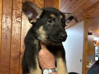 German Shepherd dogs Lila - Ad 32