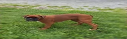 Boxer dogs for sale: Cherokee - Ad 1