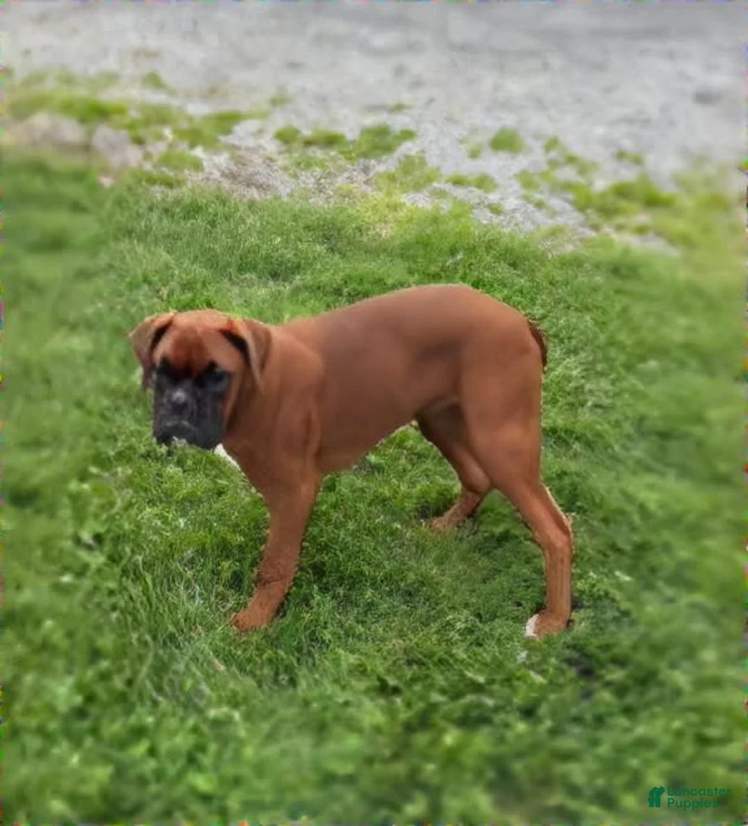 Boxer dogs for sale: Cherokee - Ad 1