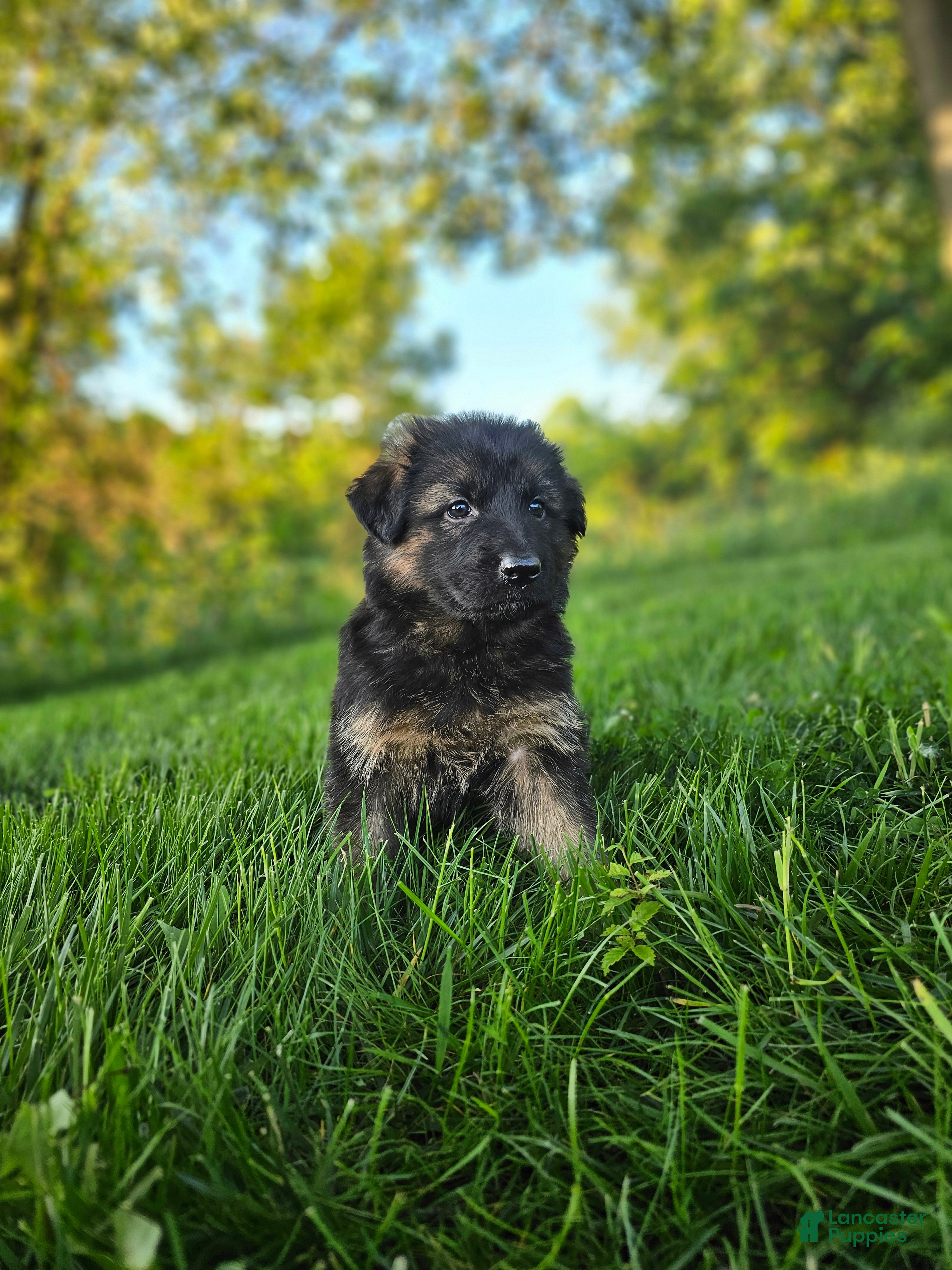 German Shepherd dogs Sosha  - Ad 1