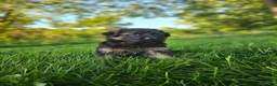 German Shepherd dogs for sale: Sosha  - Ad 1