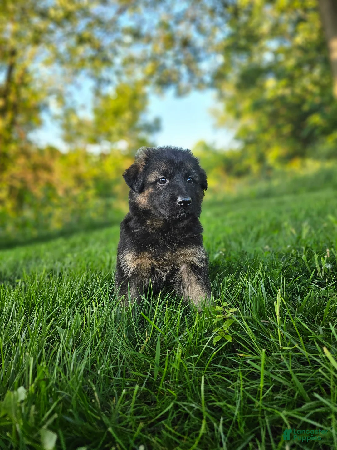 German Shepherd dogs for sale: Sosha  - Ad 1