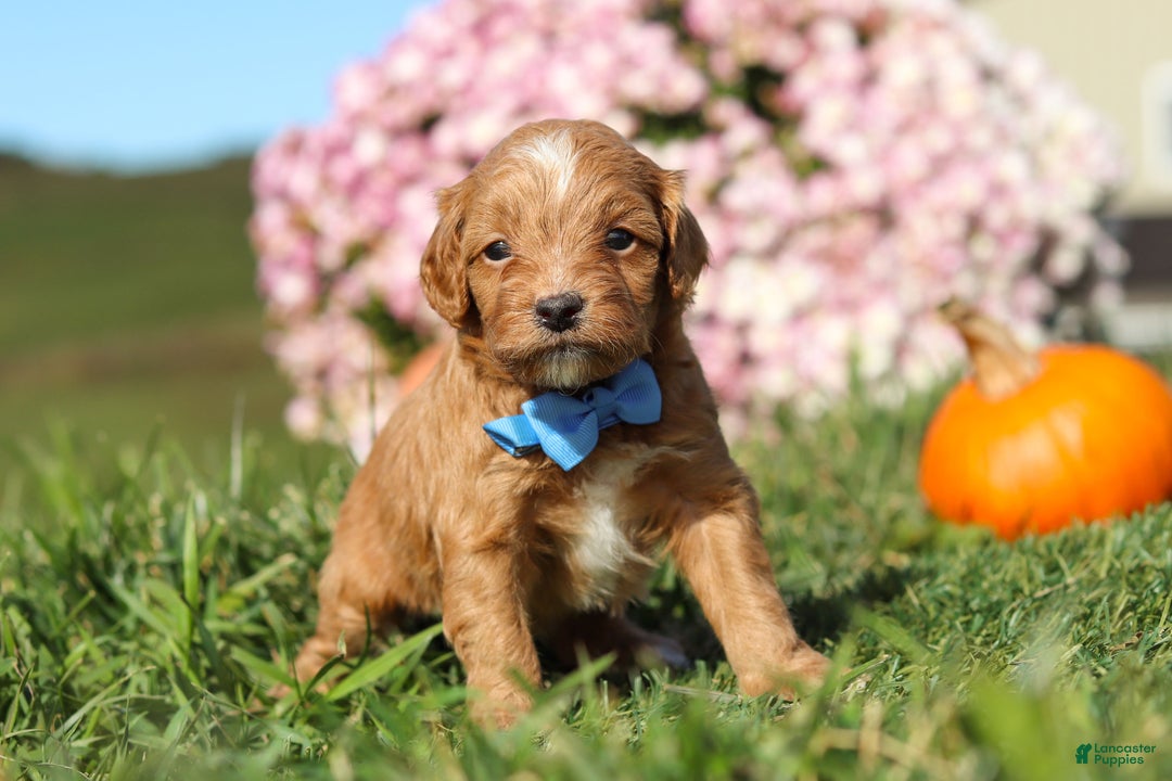 Cavapoo dogs for sale: Bentley - Ad 2