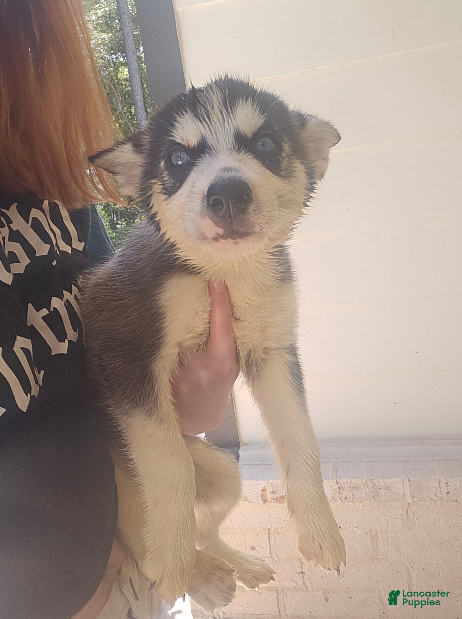 Siberian Husky dogs Siberian Husky Puppy 2 - Ad 11