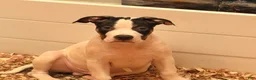 Mixed Breed dogs for sale: Mixed Breed 3 - Ad 9