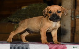 Puggle dogs for sale: Nick - Image 4